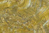 Strelley Pool Stromatolite Slab - Billion Years Old #130629-1